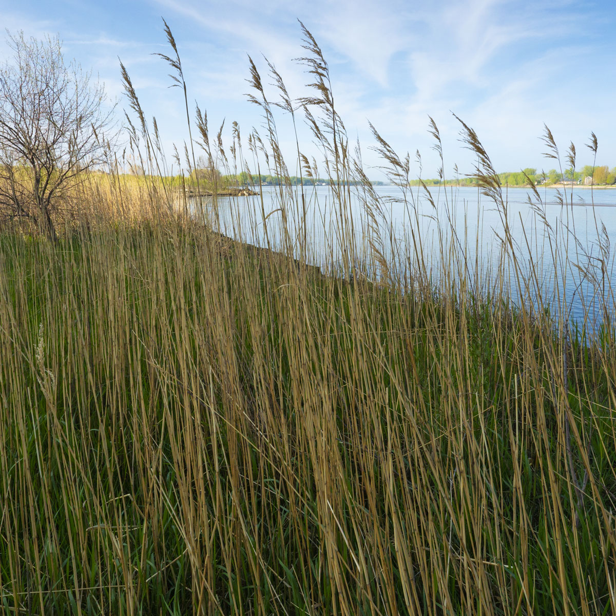 Golden reeds wave in a chill morning breeze among green grass on the banks of the Missouri River.